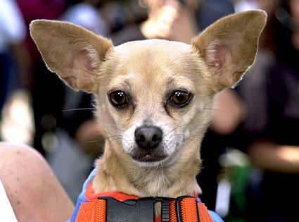 Gidget, Taco Bell Chihuahua