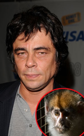Benicio Del Toro, Monkey
