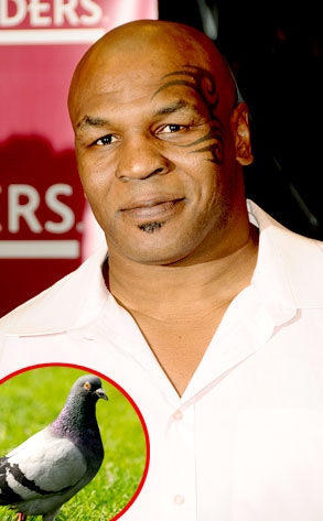 Mike Tyson, Pigeon