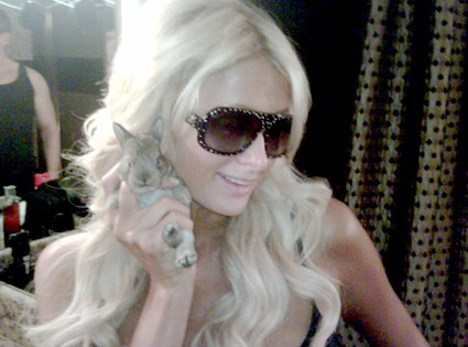 Paris Hilton, Twitter