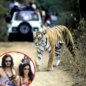 Russell Brand, Katie Perry, Tiger