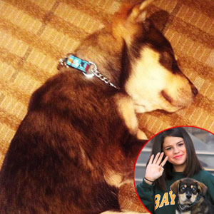 Aw, Poor Puppy! Selena Gomez's Newly Adopted Dog Needs Surgery - E! Online