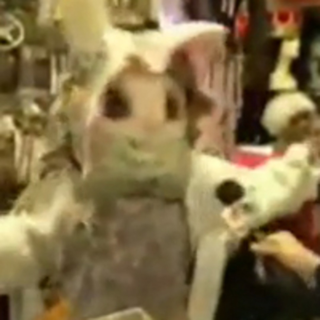 Rabbit Uses Technology - E! Online - CA