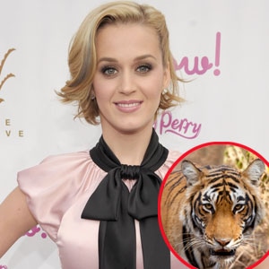 Panthera, Katy Perry 