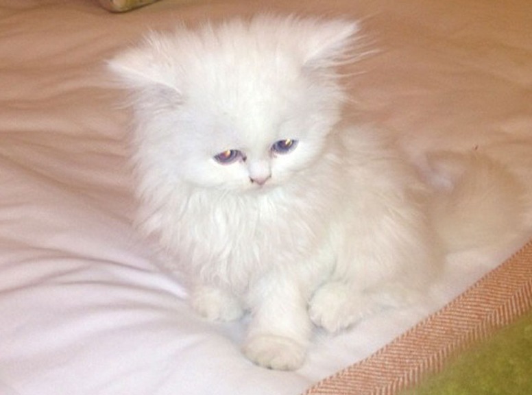 Kim Kardashian, Mercy, Twit Pic