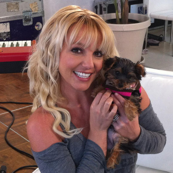 Britney's New Puppy: Check Out Little Hannah! - E! Online - CA