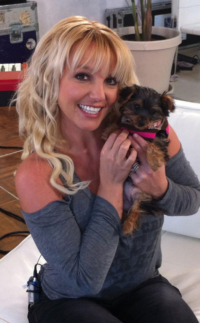 Britney Spears, Puppy, Twit Pic