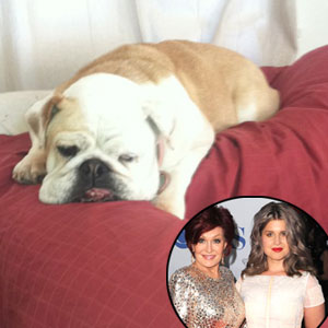 Osbournes Mourn Death of Beloved Family Dog Lola(01)