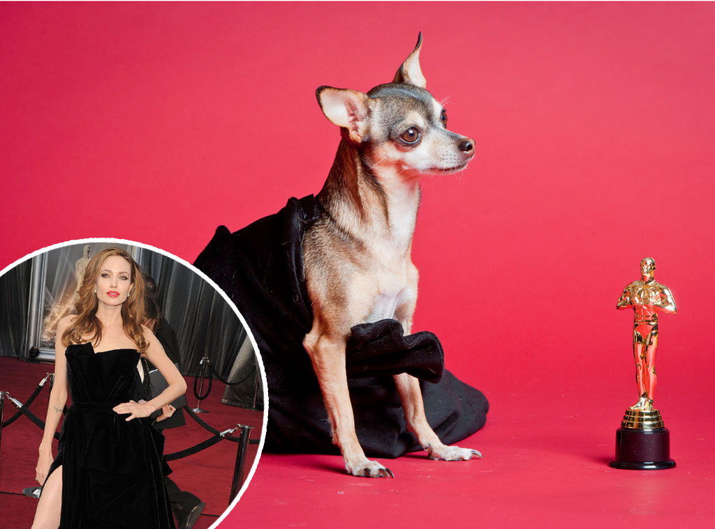 Haute Puppy, Angelina Jolie 