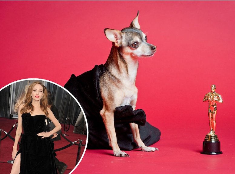 Haute Puppy, Angelina Jolie 