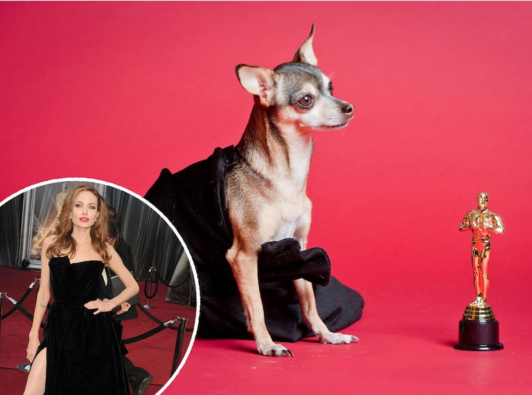 Haute Puppy, Angelina Jolie