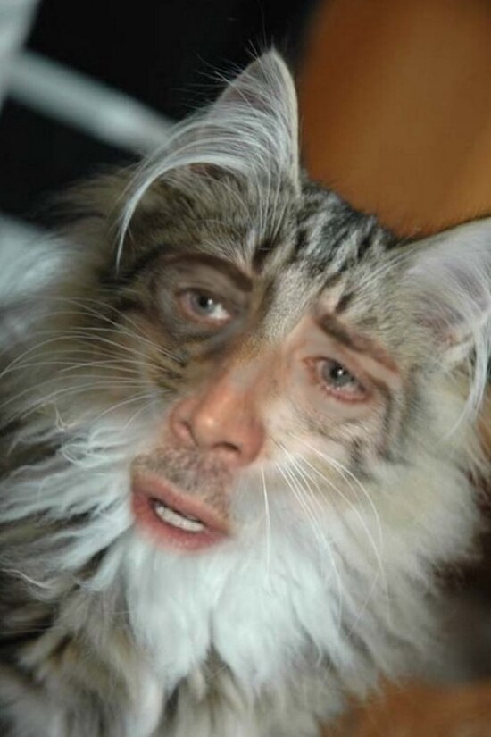 nicolas cage as a cat