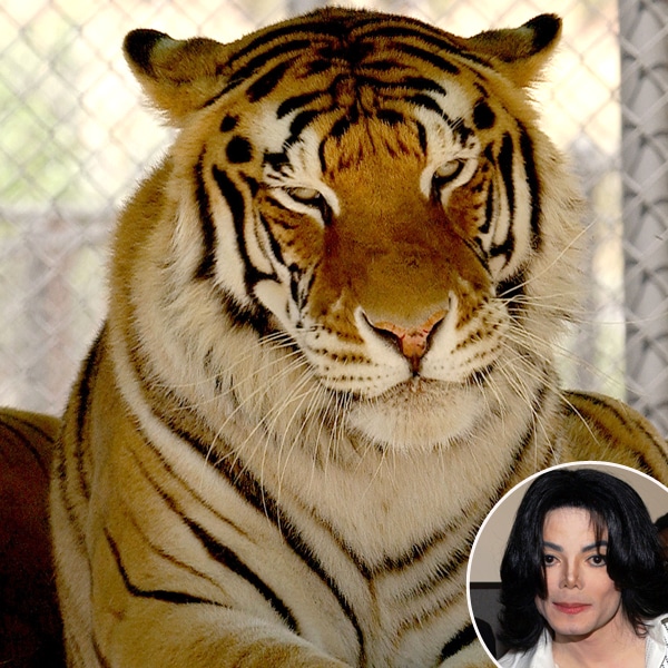 Michael Jackson, Thriller, Tiger