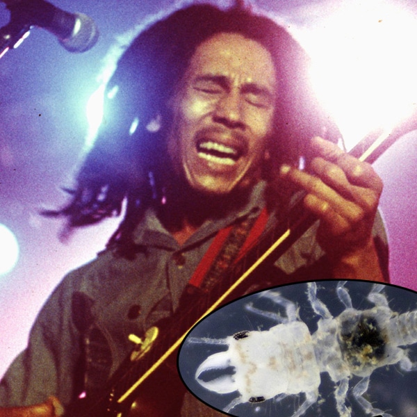 Bob Marley, Parasite