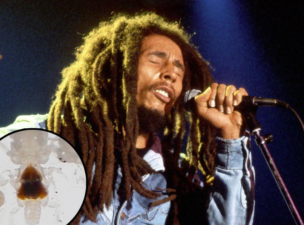 Bob Marley From Bugs Named After Celebrities E News Uk
