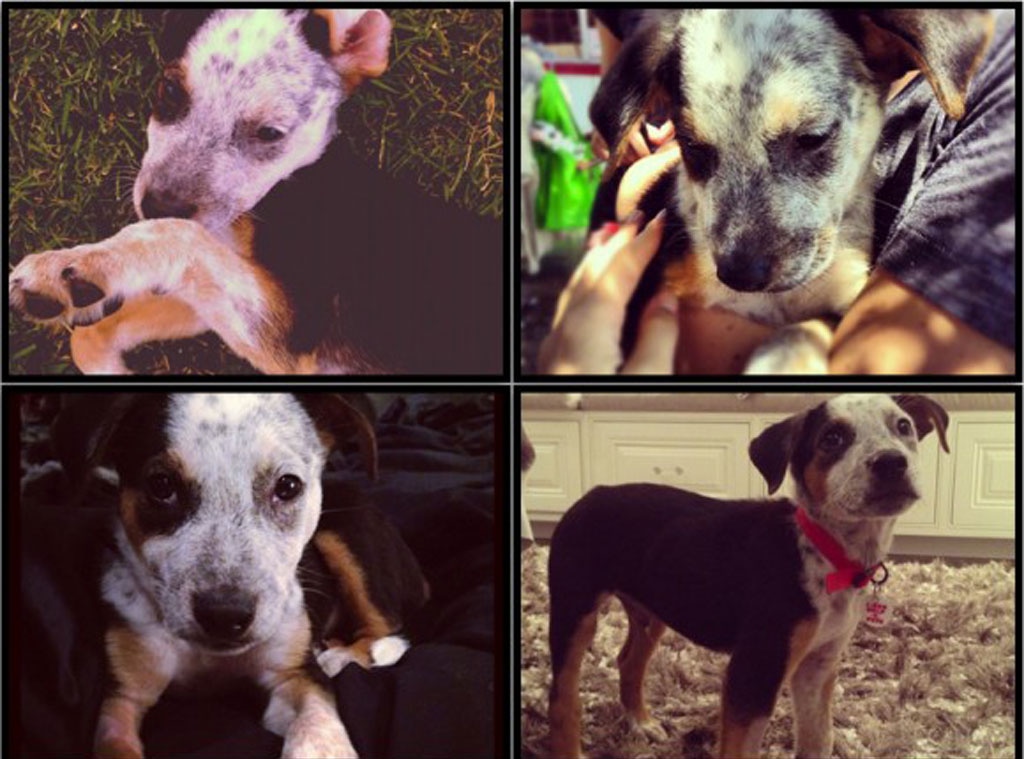 Meet Khloe Kylie And Kendall S Adorable Pup E Online Meet Khloe Kylie And Kendall S Adorable Pup E Online
