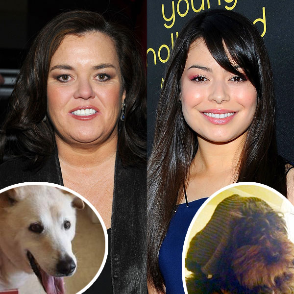 Miranda Cosgrove Real Porn - Rosie O'Donnell and Miranda Cosgrove Mourn Death of Pets - E! Online - UK