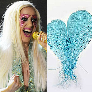 See Lady Gaga The Fern E Online