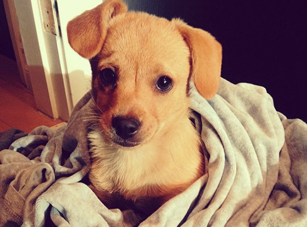 Lauren Conrad, Puppy, Twit Pic
