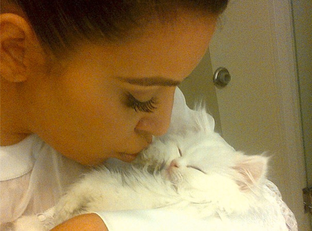 Le Chaton De Kim Kardashian Mercy Est Mort E Online France Le Chaton De Kim Kardashian Mercy Est Mort E Online France