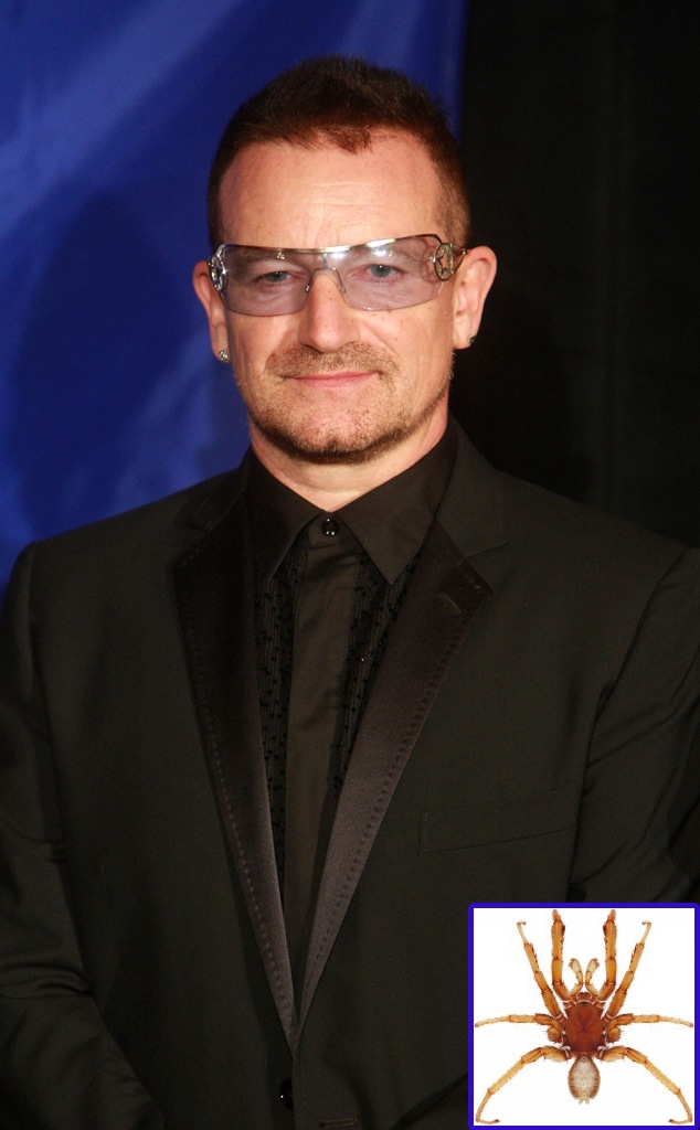 Bono, Spider