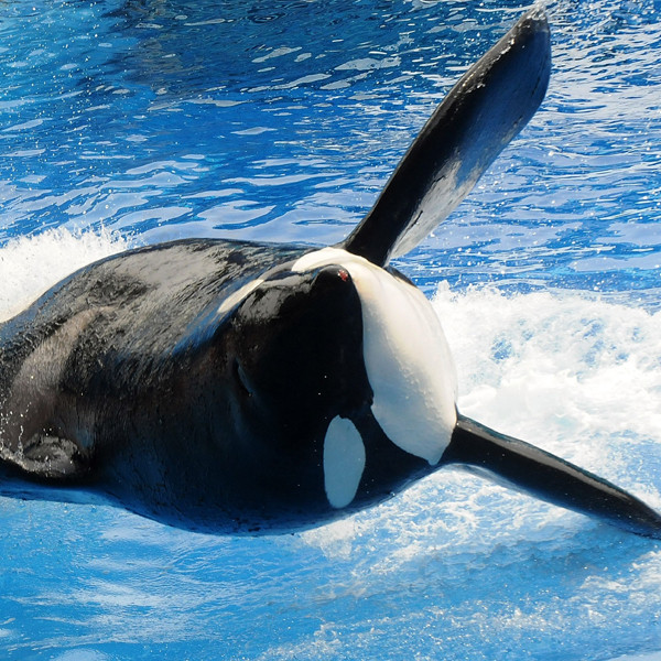 Seaworld To End Killer Whale Breeding Program What Does This Mean