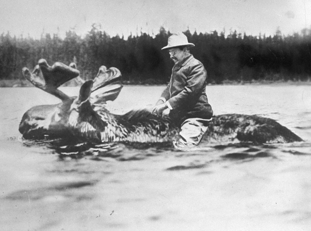 theodore roosevelt on moose