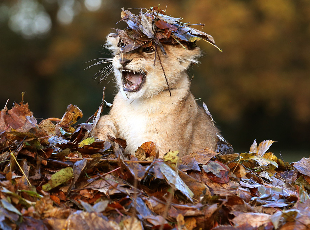 This Baby Lion Playing In Leaves Is The Cutest Thing You Ll See Today E Online