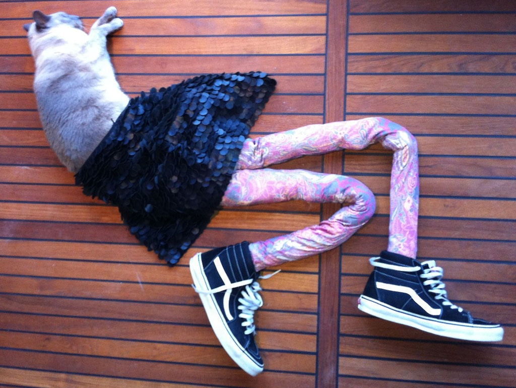 Cats Wearing Tights, Meowfit Tumblr