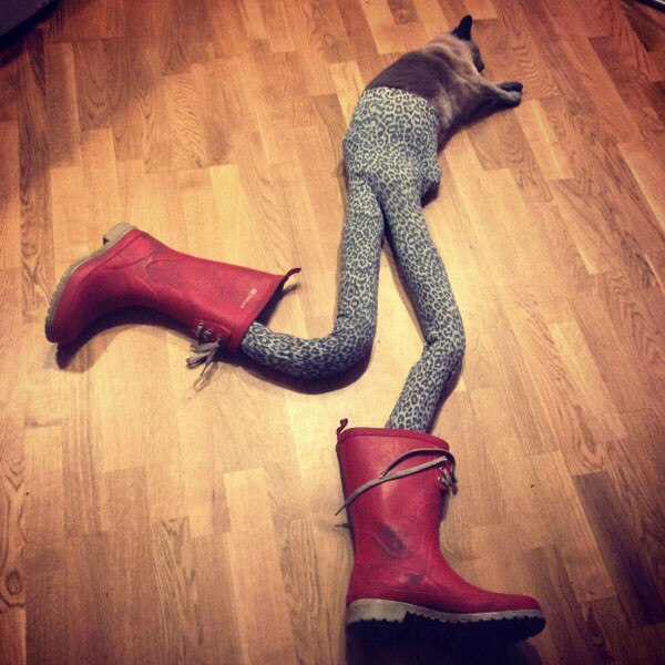 Cats Wearing Tights Is Your New Favorite Thing on the E! News