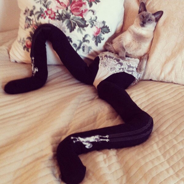 Cats Wearing Tights Is Your New Favorite Thing on the E! News