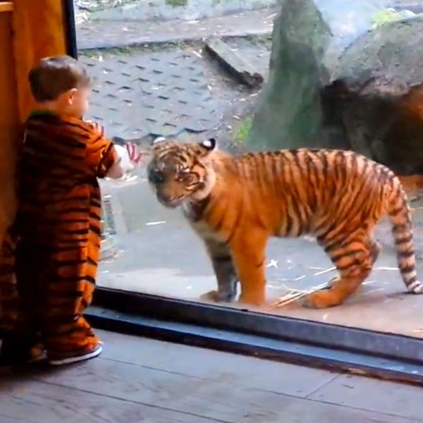 Daily Dose of Cute: Kid in Tiger Costumes Plays With a Tiger Cub