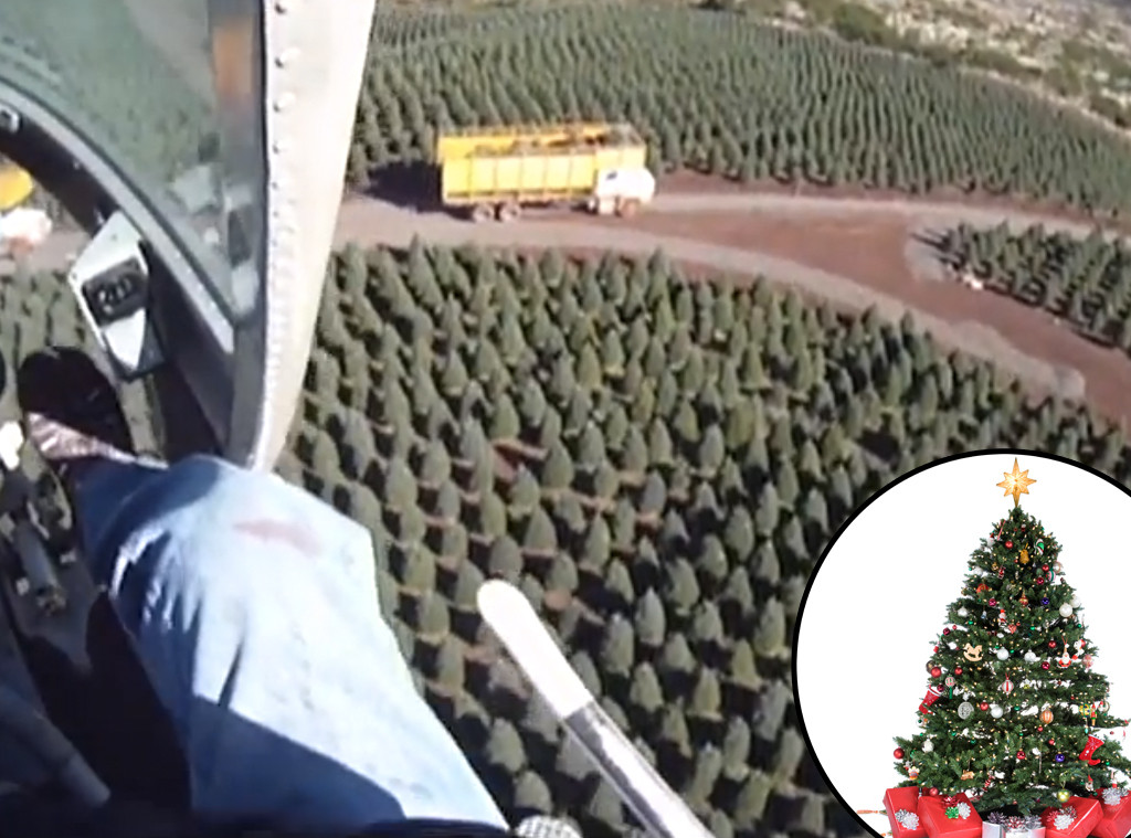 The great christmas tree debate: is it better to buy a real tree or a This Is Where Your Christmas Trees Come From - E! Online
