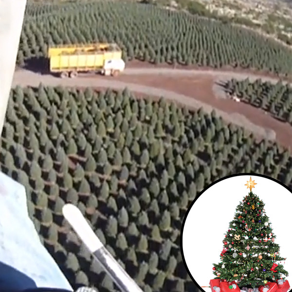 This Is Where Your Christmas Trees Come From - E! Online