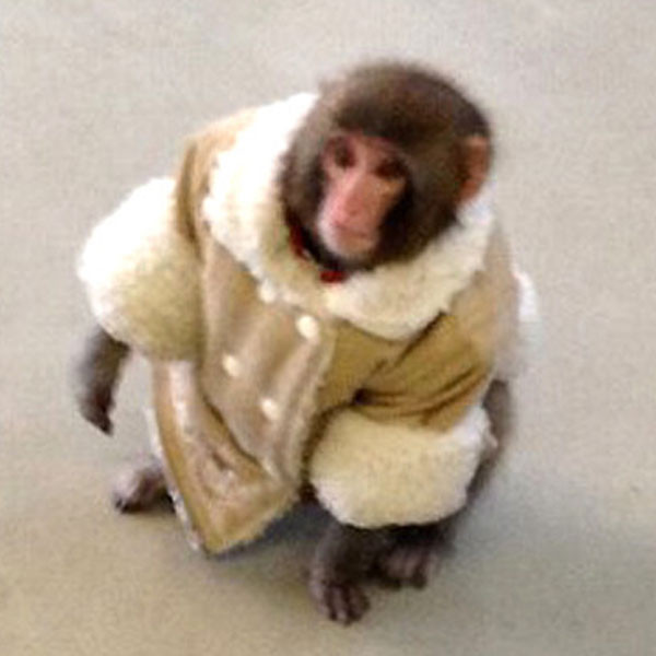 ikea monkey plush