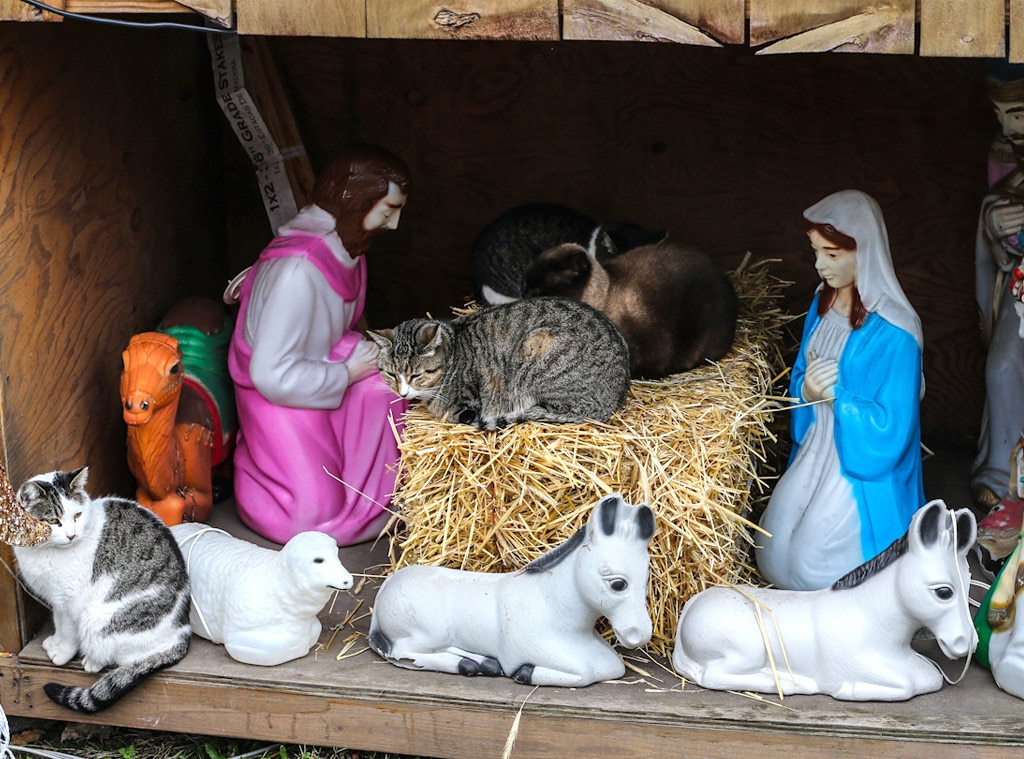 Cat nativity best sale