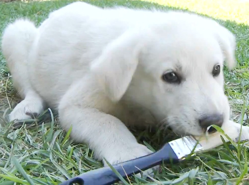Puppies with Paintbrushes