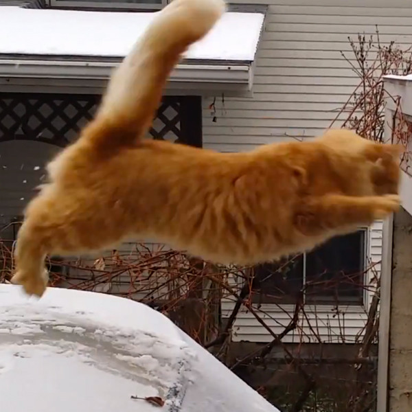 Watch: Christmas Cat Fails