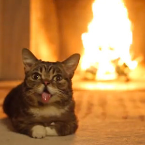 Watch Lil Bub Gets Cozy By The Fire E News