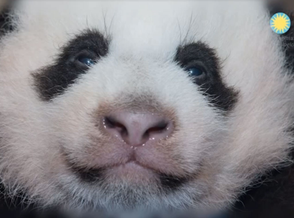 Panda, Smithsonian's National Zoo 