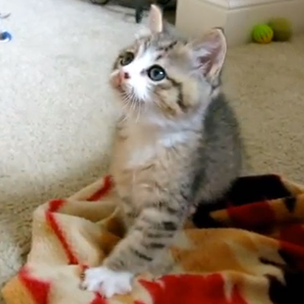 Meet Quirky the Blind Kitten