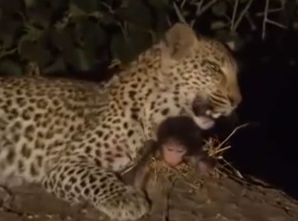 This Video Of A Leopard And Baby Baboon Is Like A Sad Lion King E Online This Video Of A Leopard And Baby Baboon Is Like A Sad Lion King E Online
