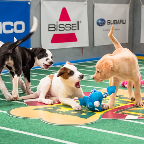 Watch the 2013 Puppy Bowl Highlights Now! - E! Online