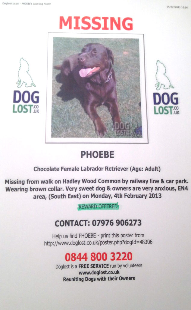 Missing sales chocolate lab