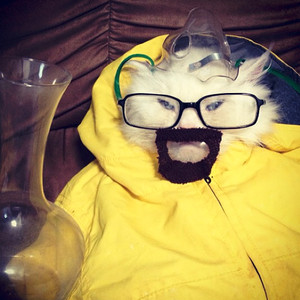 See a Cat Dressed as Walter White From Breaking Bad | E! News Canada