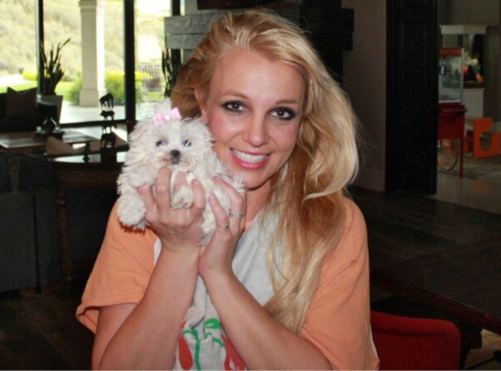 Britney Spears, Dog, Twit Pic
