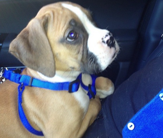 Khloe Kardashian, cachorro
