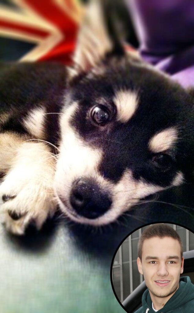 Liam Payne, Puppy, Twit Pic