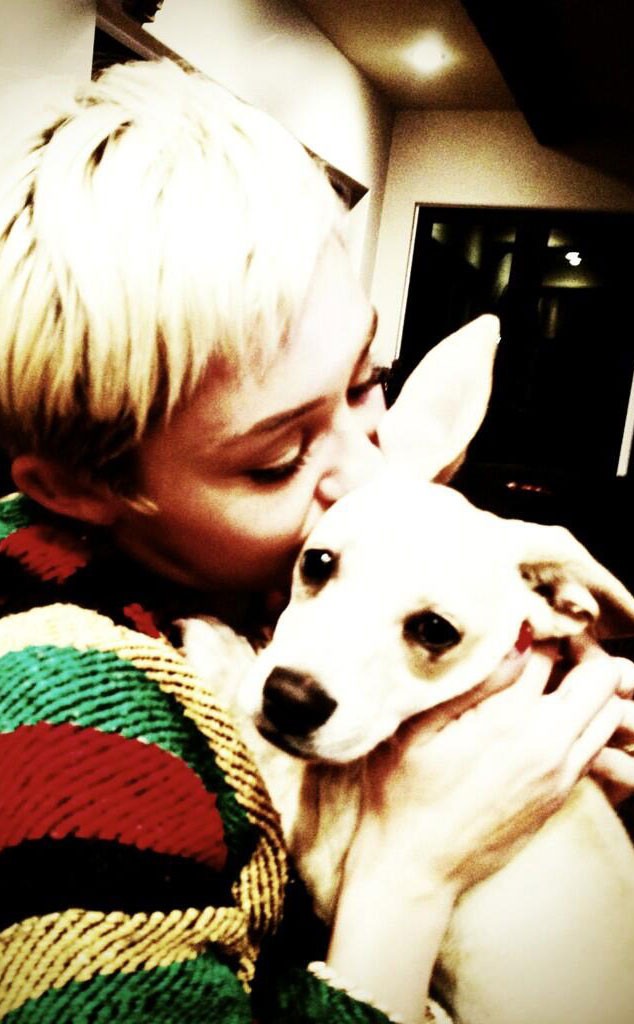 Miley Cyrus, Dog, Twitter