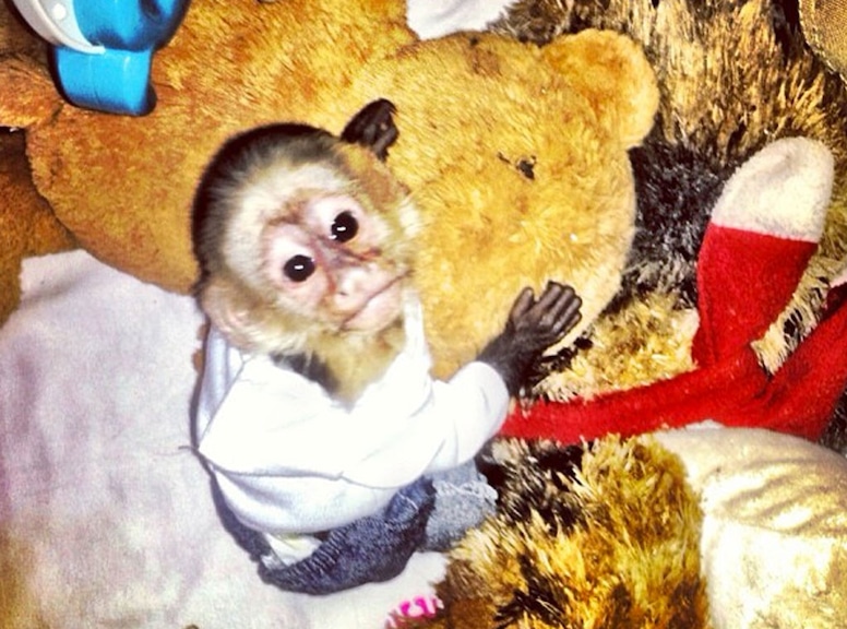 Photos from Justin Bieber's Monkey Mally - E! Online